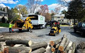 How Our Tree Care Process Works  in  Sparta, NC